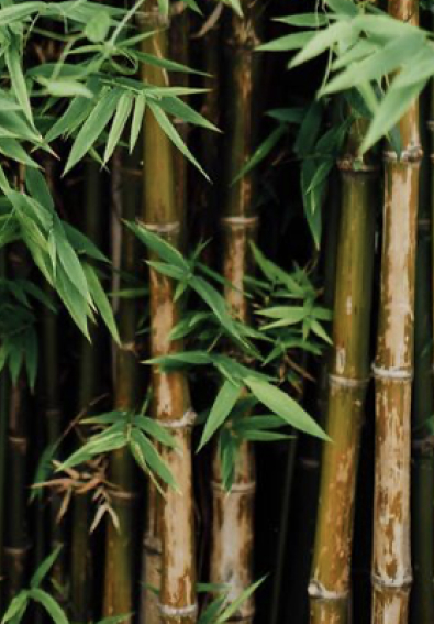 adolf-m-brown-zoom 1